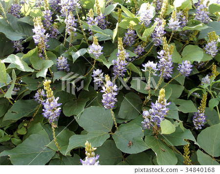 Taiwanese flowers Taiwanese flowers 34840168