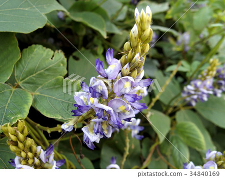 Taiwanese flowers 34840169