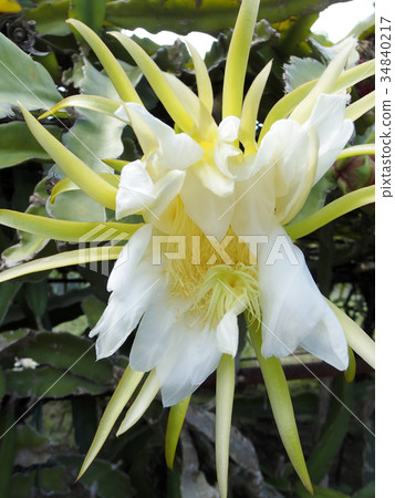 Dragon fruit flowers 34840217