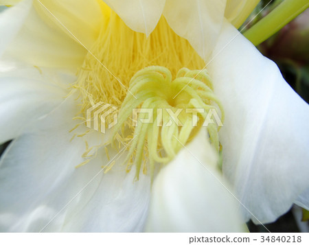 Dragon fruit flowers 34840218