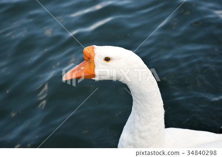 goose goose 34840298