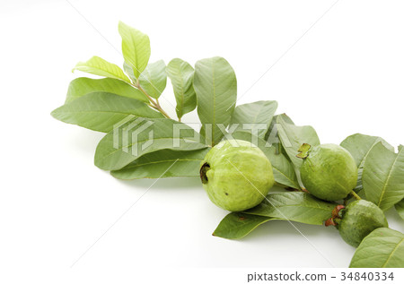 Guava Guava 34840334