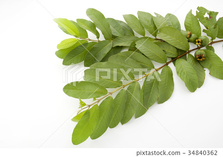 Guava Guava 34840362