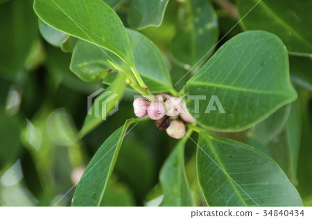 榕樹果子 34840434