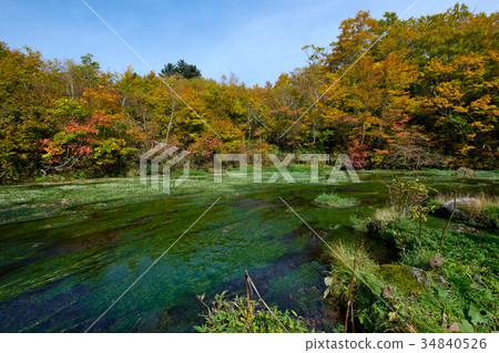 Gudarinuma-Hakkodadadaira wet field 34840526