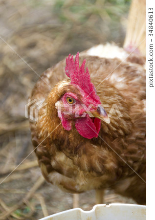 雞 34840613