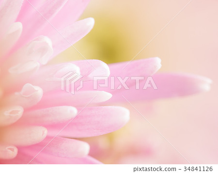 Close up of pink cherysanthemum petals Close up of pink cherysanthemum petals 34841126