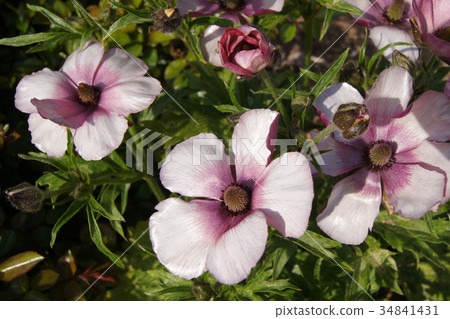 Ranunculus (single flower) 34841431