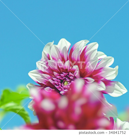 大麗花STF 1：1 34841752