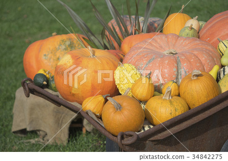 Pumpkin Halloween Pumpkin Toy pumpkin Pumpkin Halloween Pumpkin Toy pumpkin 34842275
