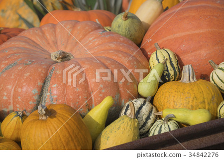 Pumpkin Halloween Pumpkin Toy pumpkin Pumpkin Halloween Pumpkin Toy pumpkin 34842276