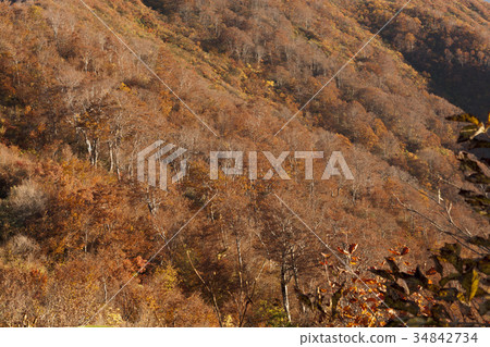 All mountain autumn leaves 34842734