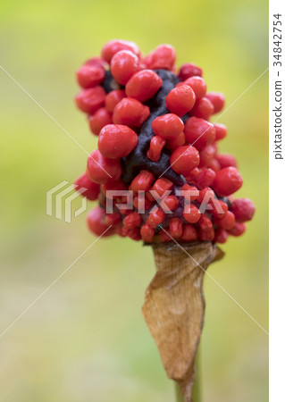 Mamushigusa Arisaema serratum 34842754