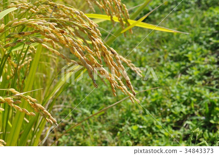Golden rice ear Golden rice ear 34843373