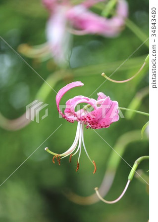 Pretty flower 34843480