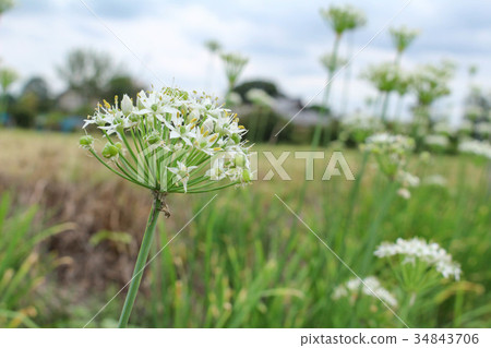 Nira Flower 34843706