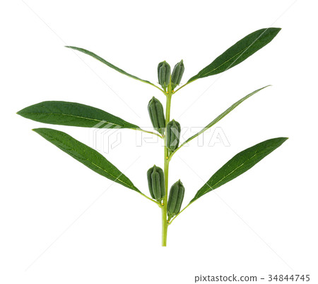 fresh sesame pods isolated on white background 34844745