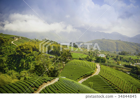 嘉義竹崎茶園 34844845