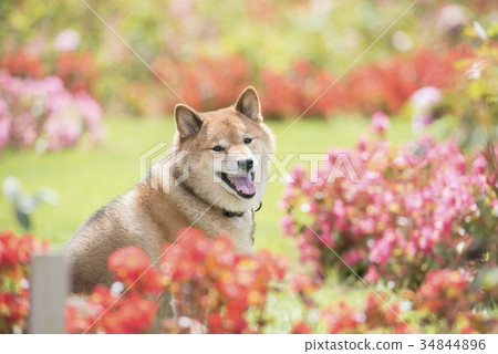 Cute Shiba Inu Surrounded By Flowers Looking Stock