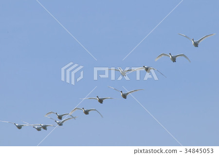 Swan romantic 4 Swan romantic 4 34845053