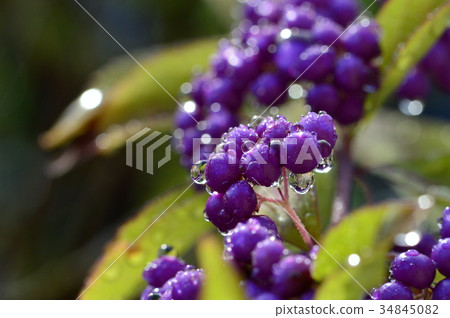 Murasaki Shikibubu在晨露中閃耀 34845082