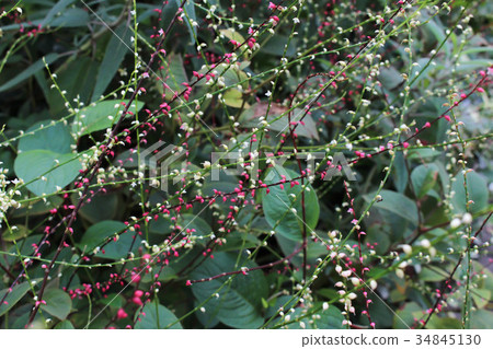 Mizuhiki's flower 34845130