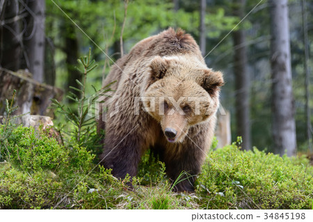 Big brown bear in the forest 34845198