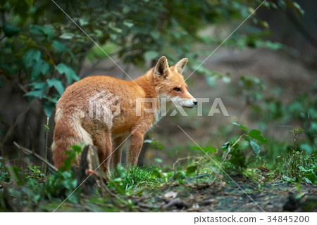 Portrait of a red fox (Vulpes vulpes) 34845200