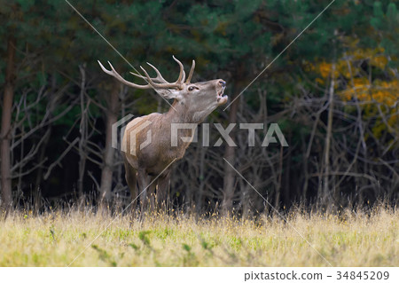 Red deer in mating season 34845209