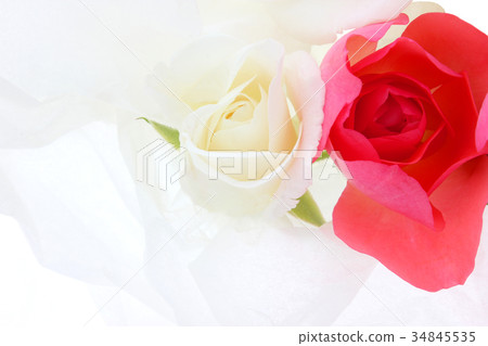 rose rose 34845535