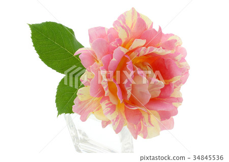 rose rose 34845536