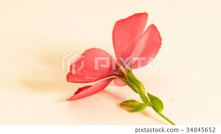 one red flower one red flower 34845652