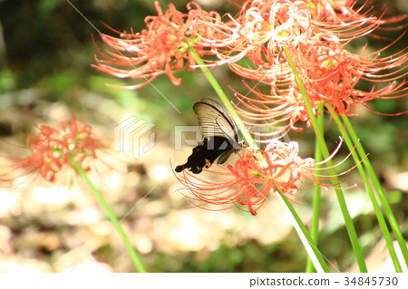 黑色Swallowtail，Swallowtail蝴蝶，蝴蝶 34845730