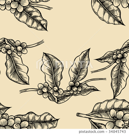 Coffee branches Illustration Coffee branches Illustration 34845743