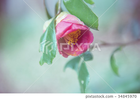 花 花 34845970