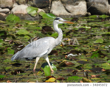 Heron walking in the pond 34845972