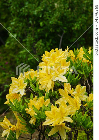 明亮而美麗的黃色杜鵑花 34846269