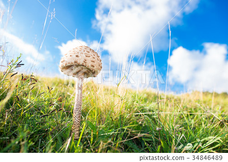 Mushroom Macrolepiota procera Mushroom Macrolepiota procera 34846489