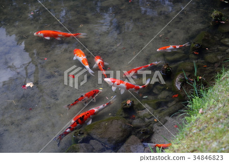 Enneiji's pond pond 34846823