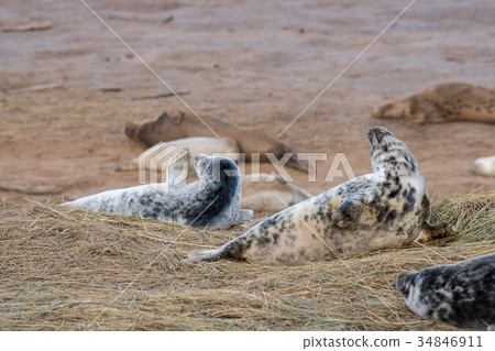 grey seal puppy while relaxing in Great Britain 34846911