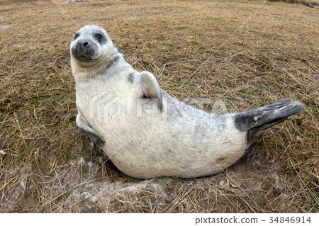 grey seal puppy while looking at you 34846914
