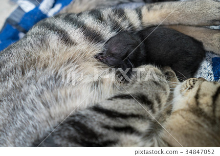 育兒貓 育兒貓 34847052