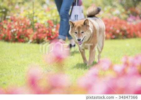 Cute Shiba Inu taking a walk in a park with beautiful flowers 34847366