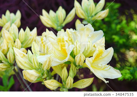 美麗的白色和黃色組合 美麗的白色和黃色組合 34847535