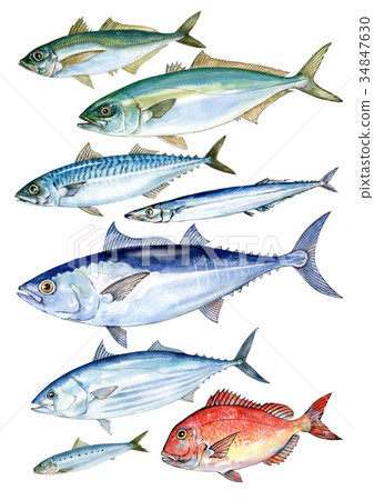 有很多DHA和EPA的藍魚（沒有魚的名字）-插圖素材[34847630] - PIXTA圖庫