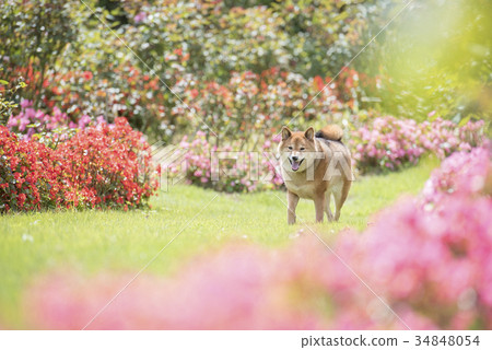 Shiba Inu,花和草,看照相機 Shiba Inu,花和草,看照相機 34848054