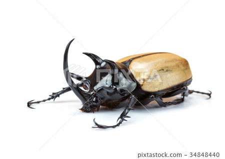 Closeup Rhinoceros beetle isolated on white  34848440