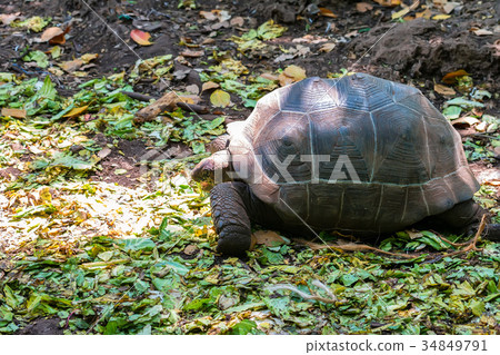 Aldabra giant tortoise 34849791