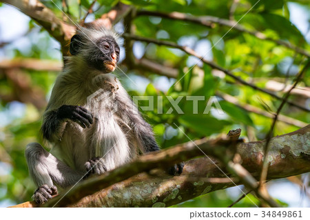 Zanzibar red colobus or Procolobus kirkii Zanzibar red colobus or Procolobus kirkii 34849861