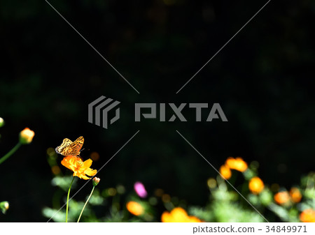 Cosmos and leopard butterfly and copy space 34849971